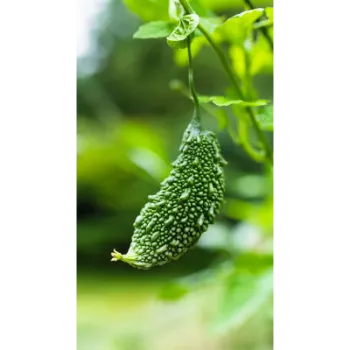 Bitter gourd (7)-7349859-25110.webp